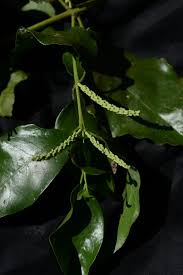 Image result for Helixanthera