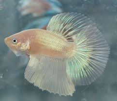 In japanese, koi is a homophone for another word that means koi bettas are a selectively bred variant of marble betta, who have a unique color pattern that. Young Cellophane Platinum Halfmoon Male Live Betta Fish On Popscreen