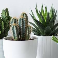 Mobel Online Shops Das Sind Die Besten Alternativen Zu Ikea Pflanzen Kaktus Wandfarbe