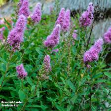 Image result for Spiraea douglasii