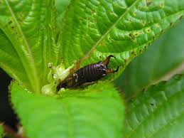 Ohrenkneifer, florfliege und viele andere insekten nisten sich ein und vertilgen so blattläuse und anderes ungeziefer im garten. Plage Von Ohrwurmern So Wird Man Sie Wieder Los Gartenmagazine De
