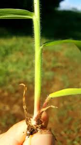 Image result for Urochloa eminii