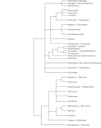 Image result for Heywoodia