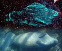 Image result for Searsia nebulosa