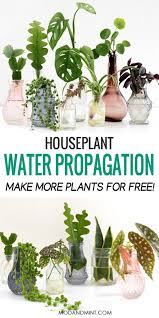 Is it possible to propagate eucalyptus from cuttings? How To Water Propagate Plants And Make New Plants For Free