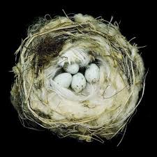 Birds That Make Nests Out Of Mud Nest Of The Arctic Redpoll A Finch That Lives In Greenland And Canada Bird Nest Nest Beautiful Birds