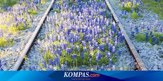 Check spelling or type a new query. 8 Tempat Berburu Bunga Liar Nan Cantik Di Amerika Serikat Halaman All Kompas Com