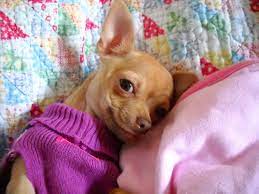 Cute Chihuahua Ropa Para Perros Chihuahua Perros Chihuahua Perros Bonitos