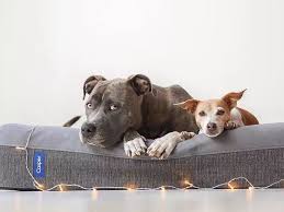 Dog beds black friday 2018. 18 Christmas Gifts To Spoil Your Dog Gift Ideas For 2018