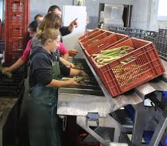 Votez pour désigner le syndicat qui vous représentera. Centre Presse Loudunais La Saison De L Asperge Bat Son Plein