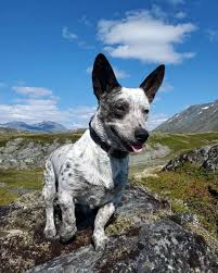 They are loyal & friendly to those they know. Is The Australian Shepherd Blue Heeler Mix Right For You K9 Web