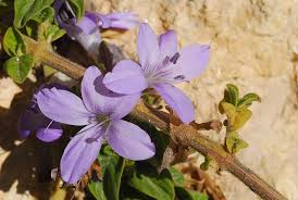 Image result for Barleria obtusa