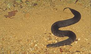 The black rat snake is more common in north alabama, while the gray rat snake is more common in the south. Identification And Control Of Snakes In Alabama Alabama Cooperative Extension System