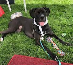 He is the biggest dog there is, and may even appear imposing to many, but his kind and gentle eyes have a different story to tell. All About The Great Dane Boxer Mix Boxane