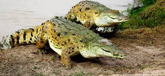 Le plus grand crocodile du monde, appelé lolong, avait été capturé en 2011 dans. Traque Pour Sa Peau Le Crocodile De L Orenoque Est Au Bord De L Extinction