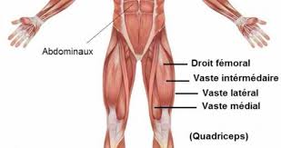 Anatomie, musculation, étirements, blessures… le quadriceps fémoral est un muscle volumineux situé à la partie antérieure de la cuisse. Front Squat Ou Squat Avant Presentation Et Conseils