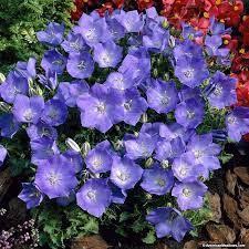 Rapido Blue Bellflower Perennials Spring Plants Bellflower