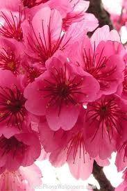 Pin By Talia Martin On Floral Fancy Cherry Blossom Flowers Blossom Flower Beautiful Flowers