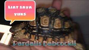 Panduan cara bikin seblak ceker khas bandung. Tutorial Membuat Jus Bayam Sehat Buat Menu Diet Youtube