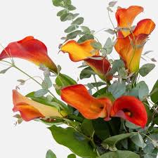Maybe you would like to learn more about one of these? Mango Calla Lily Bouquet Flower Delivery Nyc Plantshed Com