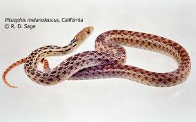The sonoran gopher snake is an albino form of the gopher snake and is a very robust snake. Pituophis Melanoleucus The Reptile Database
