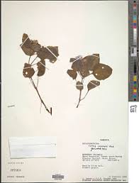 Image result for Calvoa orientalis