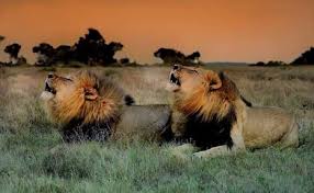 Kt And T Telling The World This Is Their Land Game Reserve Lions Game Reserve South Africa