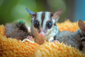 Some might prefer one set of toys plastic is the easiest toy to clean and usually most cost efficient. 15 Best Sugar Glider Toys And Accessories 2021 Guide Thepetsavvy Com