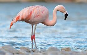 ✓ free for commercial use ✓ high quality images. Wo Kommt Der Denn Her Flamingo An Der Salzach Gesichtet Laufen