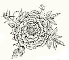 Websta nirvanart i must have flowers always and zentangle art mandala drawing dibujos de rosas para dibujar faciles oso amoroso colorear. Dibujos De Flores Distintas Flores Para Dibujar Y Colorear