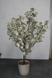 The concept of money trees has gained a lot of popularity recently. Gif Image Popular Money Tree Gift Basket Ideas