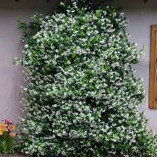 It will not climb on masonry walls unless a support structure is added. Star Jasmine Plants For Sale Fastgrowingtrees Com