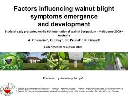 Image result for Walnut blight