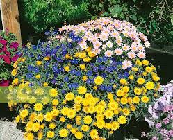 Image result for Helichrysum argyranthum