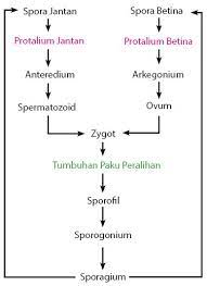 Preview this quiz on quizizz. Daur Hidup Tumbuhan Paku Idschool