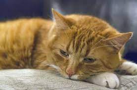 esli u kota zalozhen nos i on chihaet cat care cat behavior pets cats