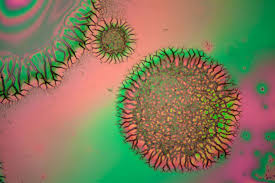 Science Photographer Reveals Beauty Of The Microscopic World Microscopic Photography Things Under A Microscope Abstract