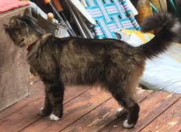 Can A Cat Be Naturally Skinny Pets Stack Exchange