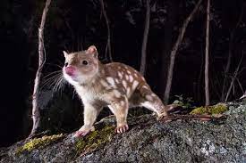 We did not find results for: Animals That Start With The Letter Q Names Pictures Jessica Paster