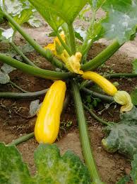 Maraichers Val D Oise 95 Legumes En Vente Directe Producteur