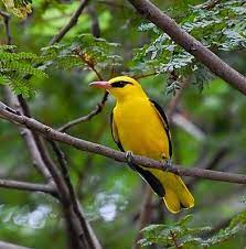 They eat berries, grains, seeds, and grubs. Birds Of India Bird World Indian Golden Oriole Photos Golden Oriole World Birds Beautiful Birds