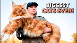 ‪10 LARGEST CAT BREEDS in the World 🙀 Meet these GIANT CATS! - YouTube‬‏