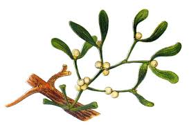 Image result for Viscum