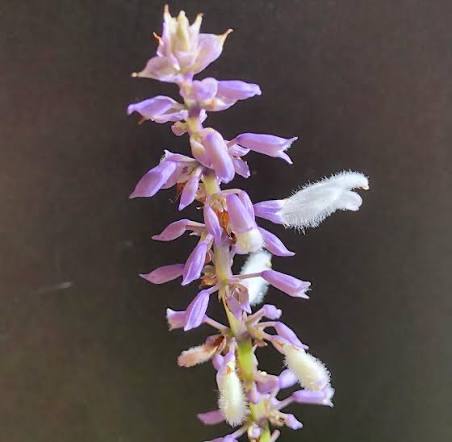 Ska Pastora (Salvia divinorum) is one of the very few plants blooming here at the moment. I love the fuzziness of flowers, I haven't seen that in any related species. Despite having