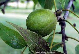 How to identify a tree by leaf, bark and fruit | wood and lumber identification for woodworking. Trees Of Wisconsin Carya Ovata Shagbark Hickory