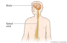 The central nervous system is made up of the brain and spinal cord. Central Nervous System
