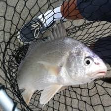 Greenbriar started 13 minutes ago. The Best 10 Fishing In Rochester Ny Last Updated July 2021 Yelp