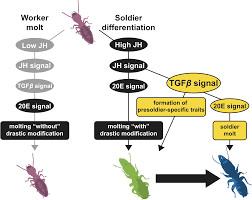 Our certified, licensed, and insured exterminators have been serving your area since 1999! Tgfb Signaling Related Genes Are Involved In Hormonal Mediation During Termite Soldier Differentiation