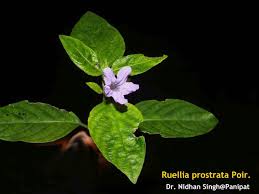 Image result for Ruellia patula