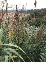 Image result for Arundo donax